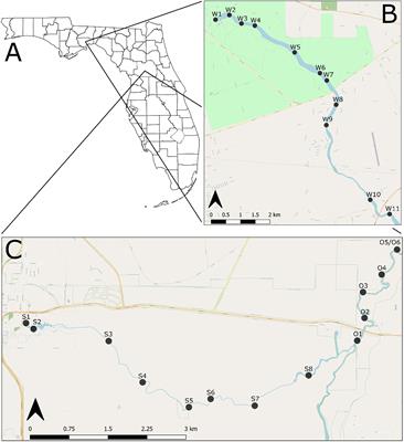 Long-Term Shifts in Faunal Composition of Freshwater Mollusks in Spring-Fed Rivers of Florida